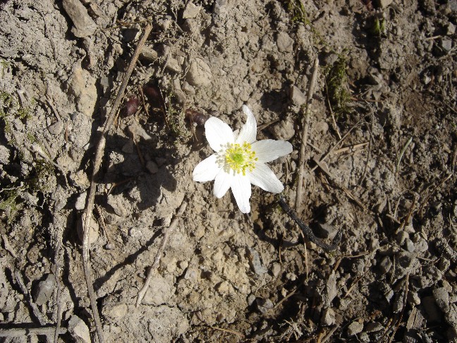 Fiori primaverili